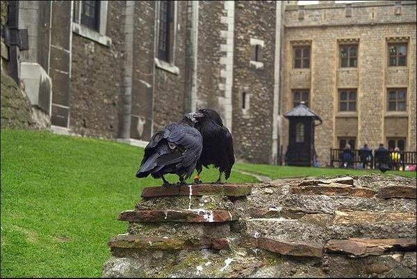 The ravens of the Tower of London.jpg