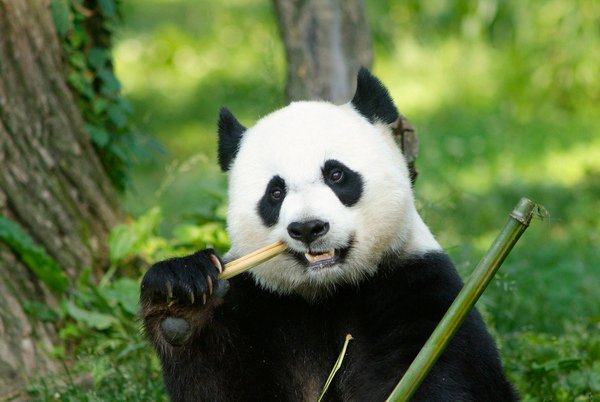 GIANT PANDA