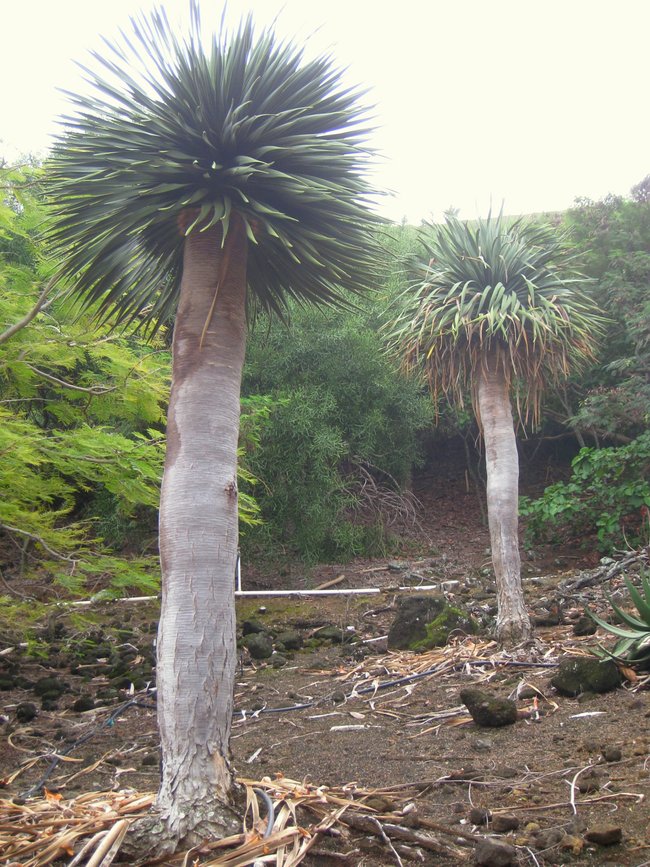 Dracaena cinnabari - Koko Crater Botanical Garden 栽於夏威夷可可火山口植物園（Koko Crater Botanical Garden）的索科特拉龍血樹。