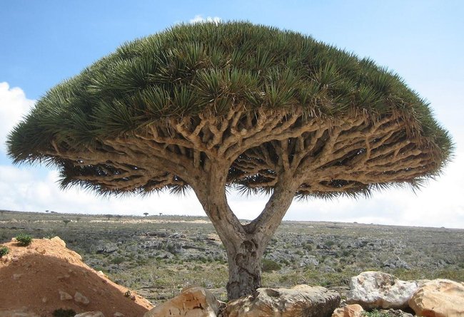 Socotra dragon tree 索科特拉龍血樹