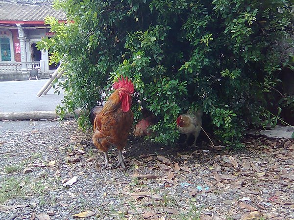 一隻雄雞，金屋藏四嬌