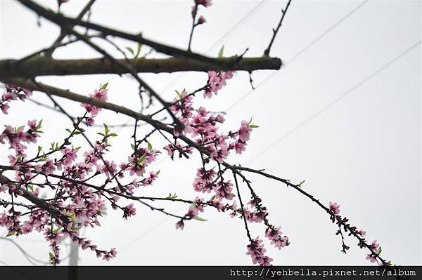 20150208 006 (Medium).jpg