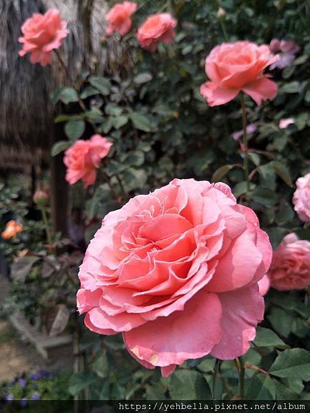IMG20200403113450.jpg
