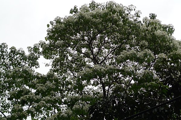 P1000906.JPG
