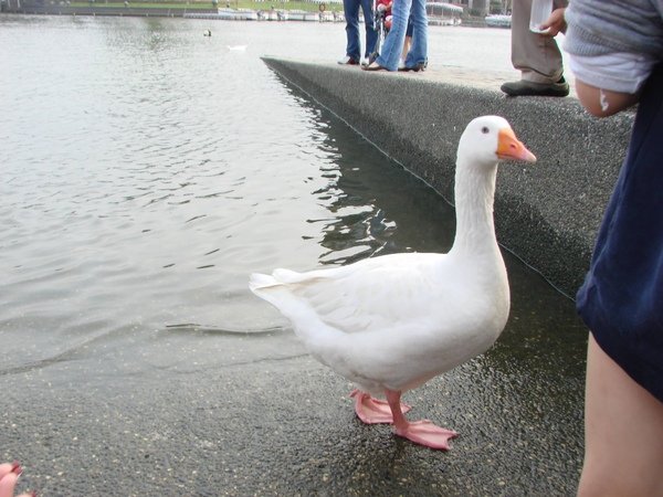 DSC06800.JPG