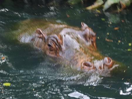 搭船遊小河 不過動物當然都是假的啦