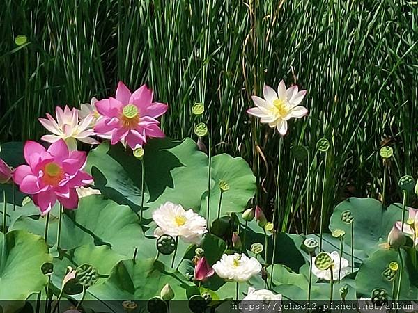 [台灣] 清華水樣餐廳&amp;成功湖新貌