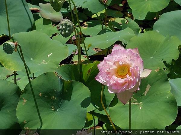 [台灣] 清華水樣餐廳&amp;成功湖新貌