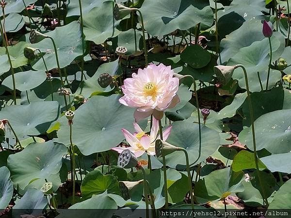 [台灣] 清華水樣餐廳&amp;成功湖新貌