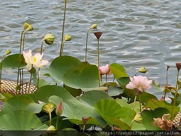 [台灣] 清華水樣餐廳&amp;成功湖新貌