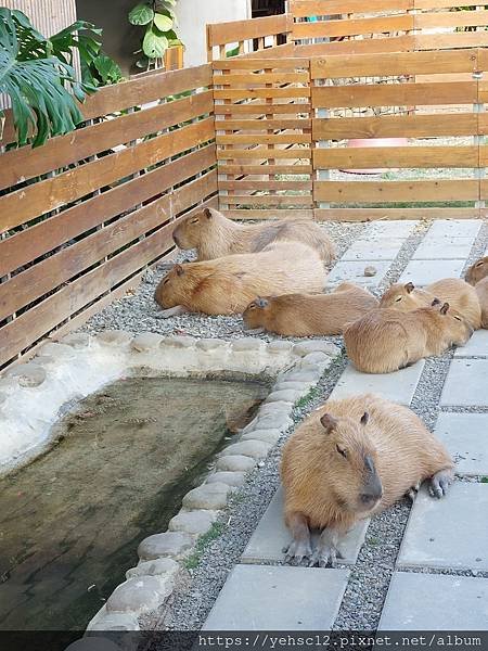 鹿境梅花鹿生態園區