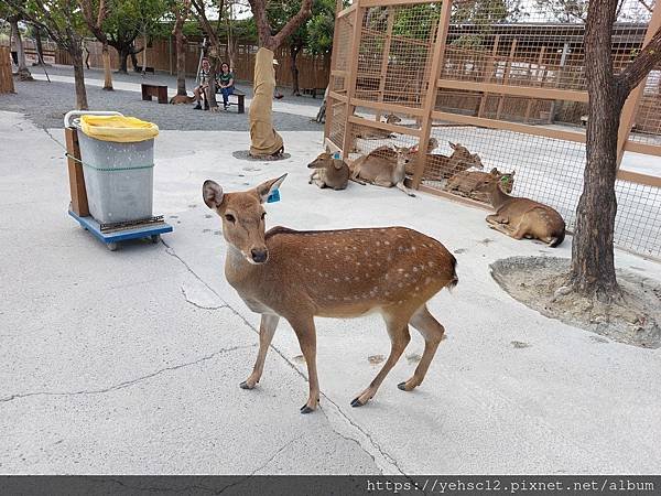 鹿境梅花鹿生態園區