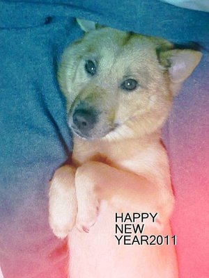 inu.bmp