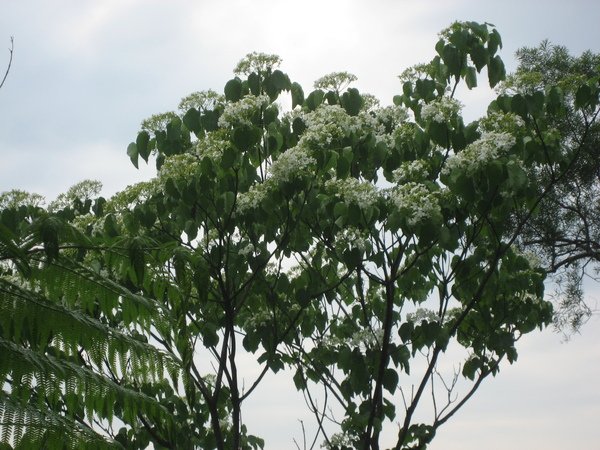 IMG_4129.JPG