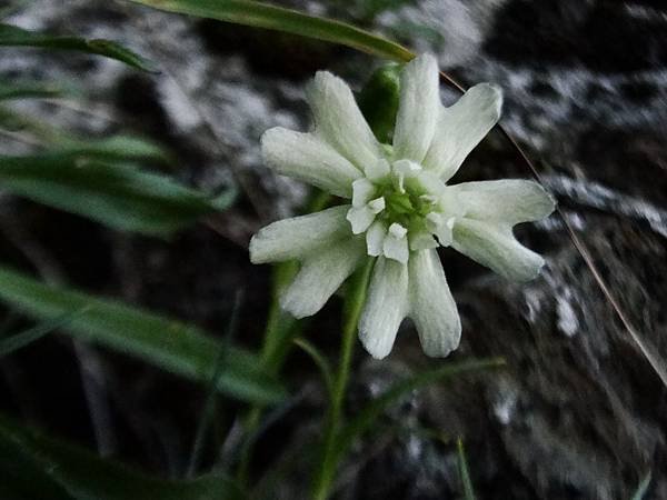 玉山蠅子草