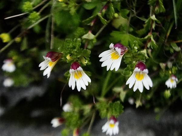 玉山小米草