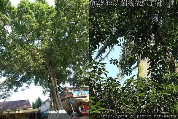18-102.5.19.大樹擁抱椰子樹