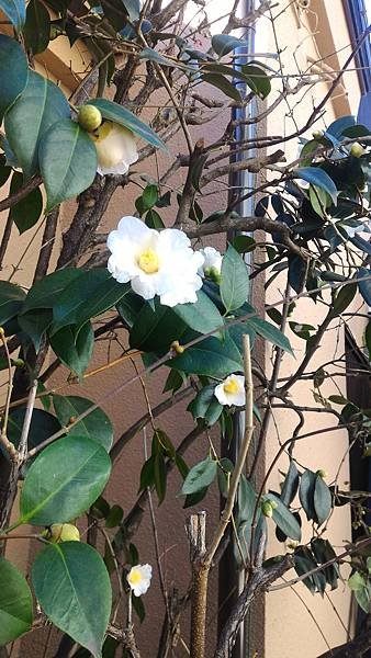 P_20161217_123436.jpg