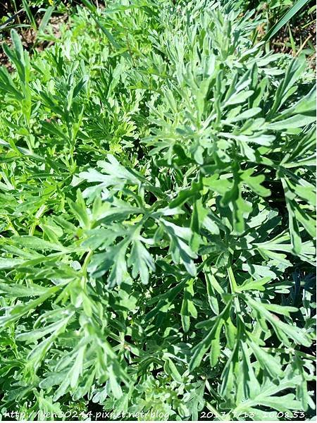 苦艾(Artemisia absinthium, wormwood)