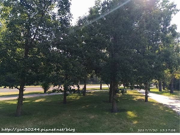 Bur Oak trees (大果櫟)