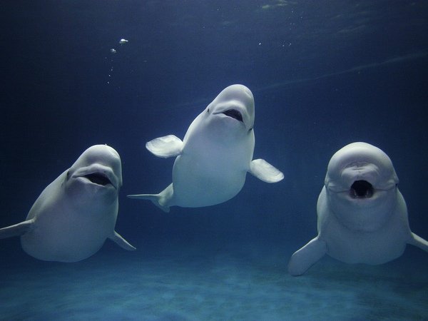 beluga whale trio.jpeg