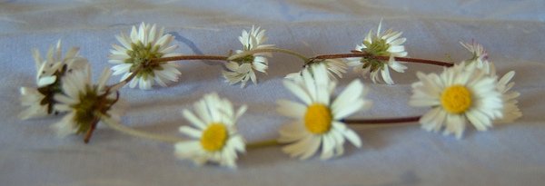 daisy chain 1