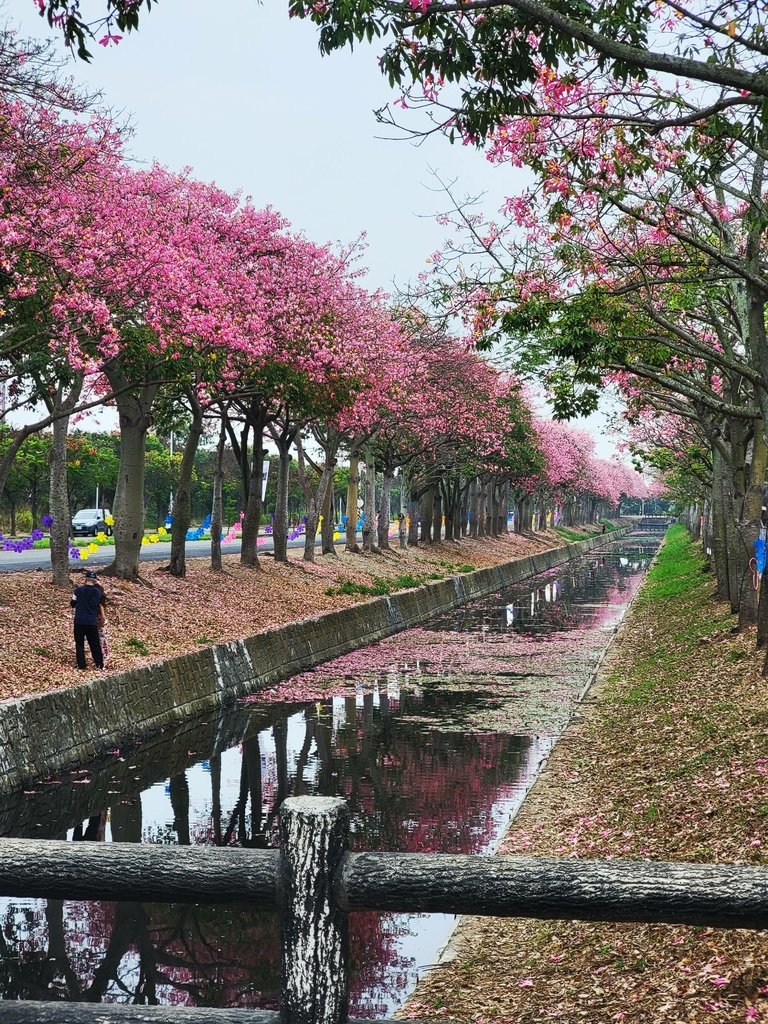 雲林美人樹大道 (2).jpg