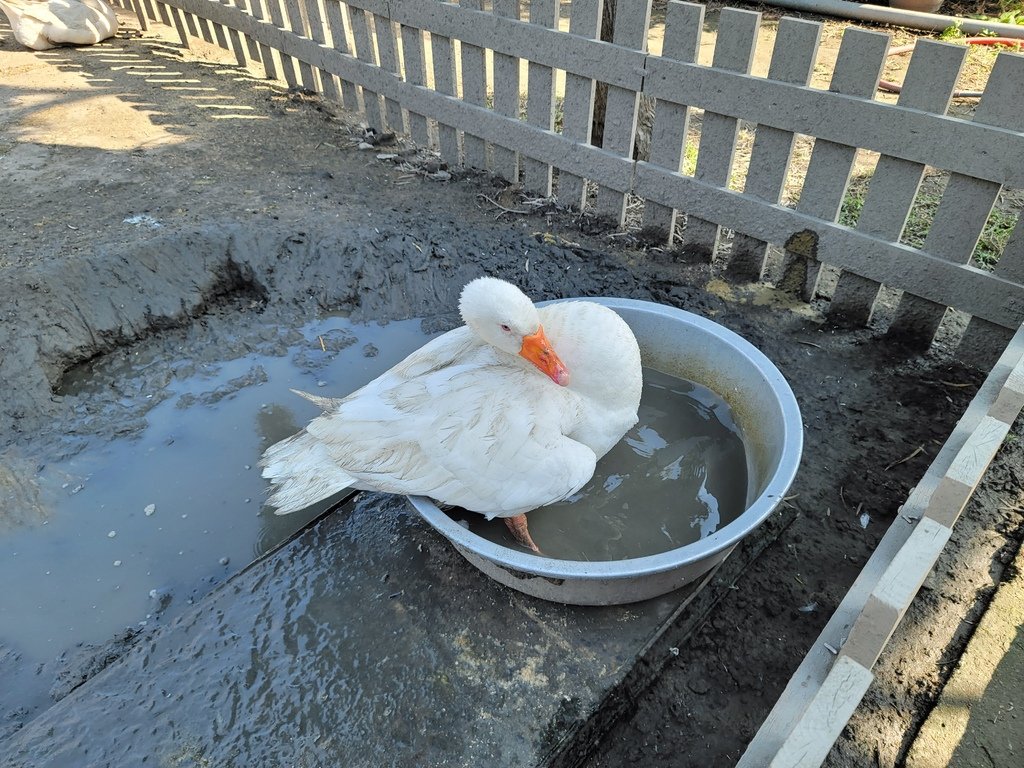 正實親子觀光農場 (9).jpg