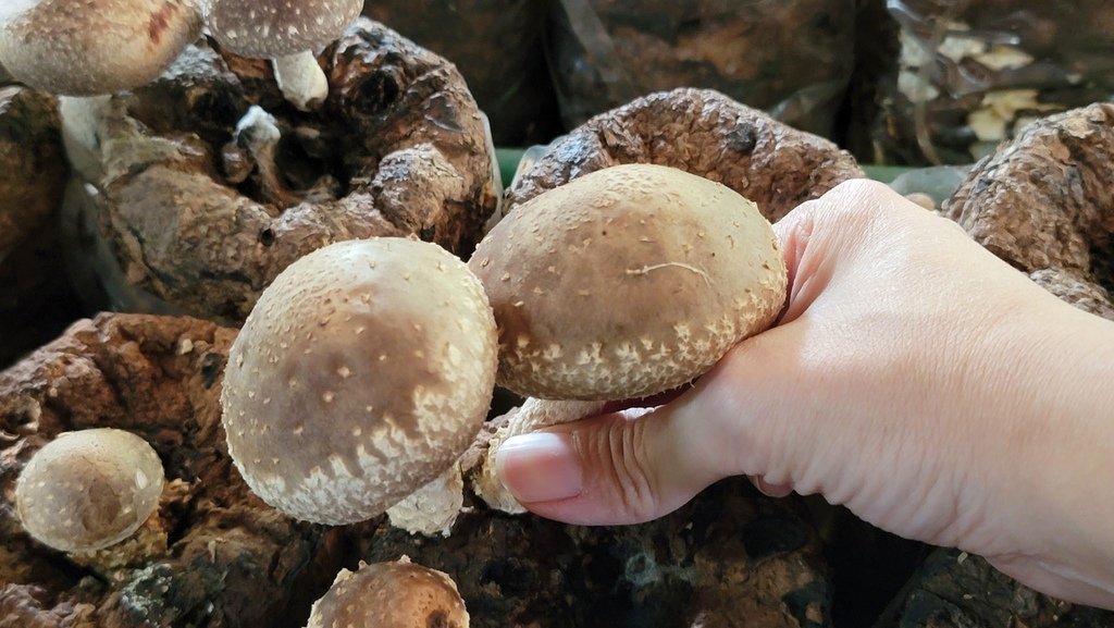 阿亮香菇園.jpg