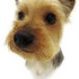 dog 3.png