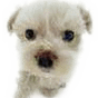 dog 4.png