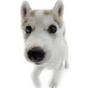 dog 11.png