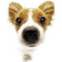 dog 12.png