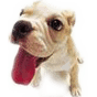 dog 14.png