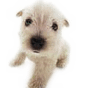 dog 19.png