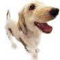 dog 21.png