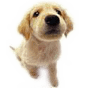 dog 27.png