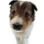 dog 30.png