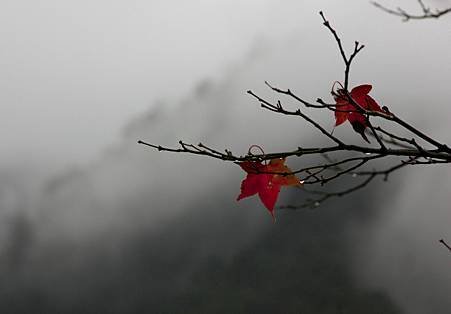 IMG_0334