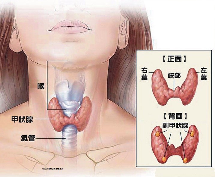 甲狀腺02