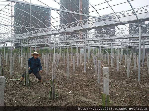 杭州火龍果大棚種植實況