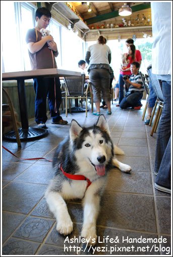 唯一一隻大型犬