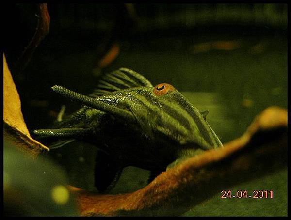 DSCN0953.JPG