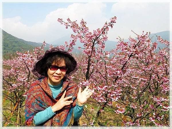 平菁街櫻花_081.jpg