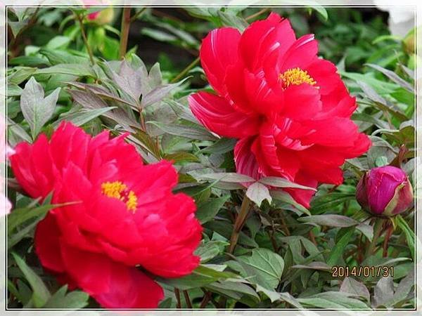 牡丹花_059.jpg