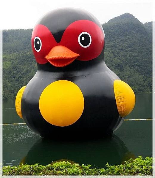 花蓮紅面番鴨_9887.jpg