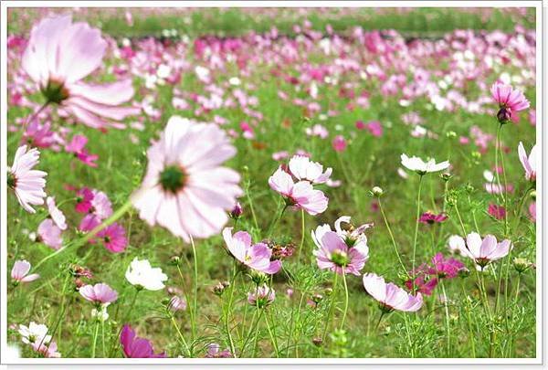 2014銅鑼杭菊_057.jpg
