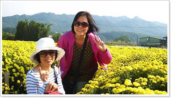 2014銅鑼杭菊-1_023.jpg