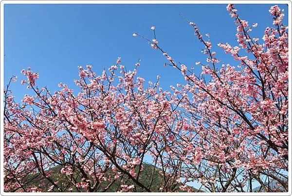 平菁街賞櫻-1_026.JPG