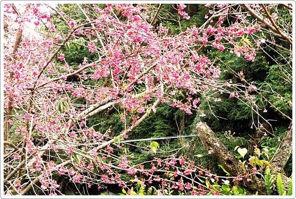 草坪頭賞櫻-2_28.jpg